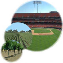 Picture of a crop being watered